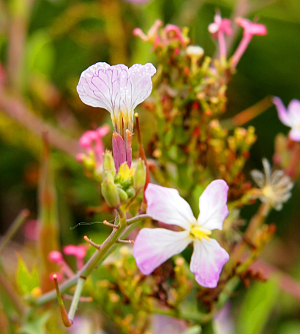 [Sticking up from a pink base are two white lace-like petals with veins of purple through them. A fully opened bloom below it has four petals which are mostly white, but have outer edges with a pink tone. Yellow stamen stick out of the middle.]